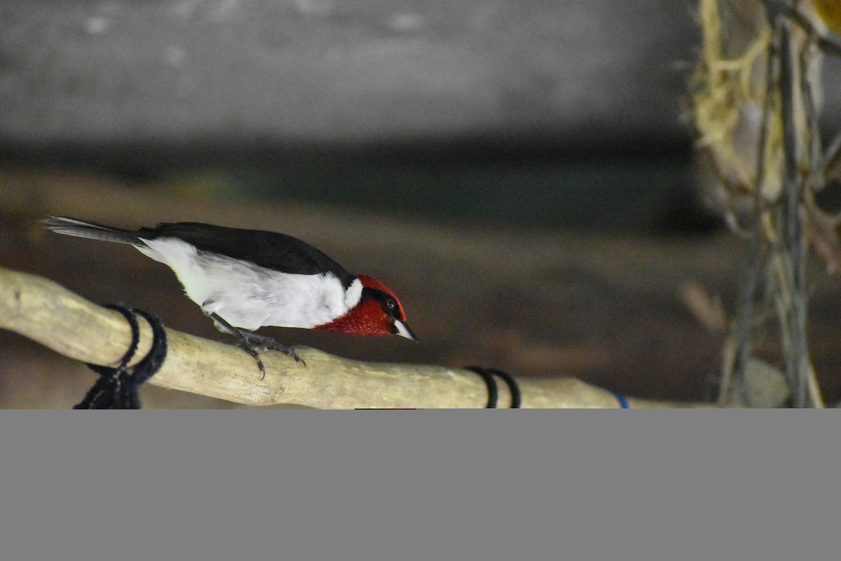 Masked Cardinal - ML635584234
