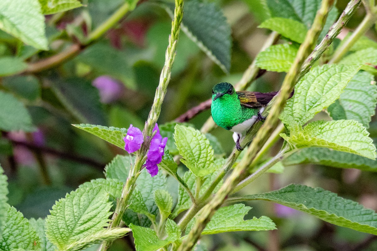 Snowy-bellied Hummingbird - ML635584239