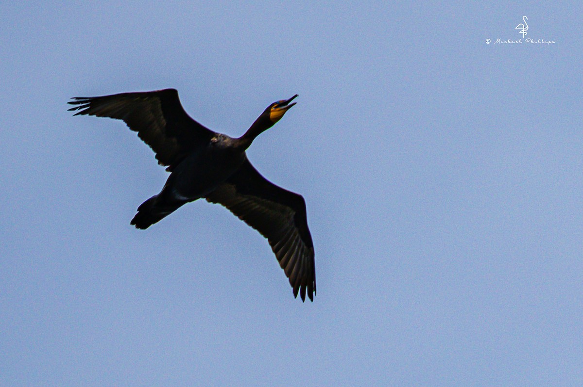 Double-crested Cormorant - ML635584266