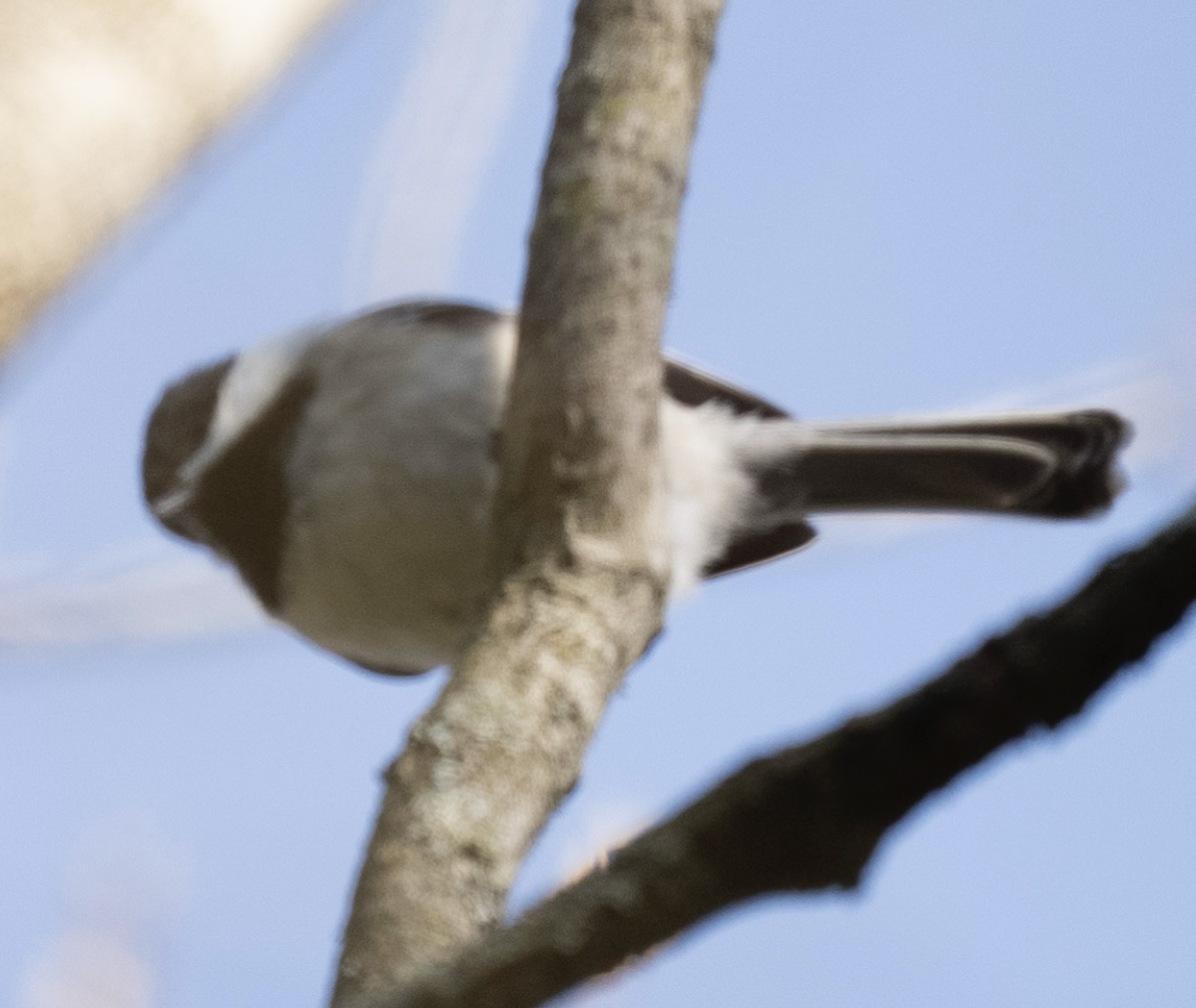 Black-capped Chickadee - ML635584335