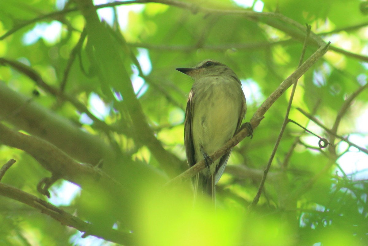 Fuscous Flycatcher - ML635584549