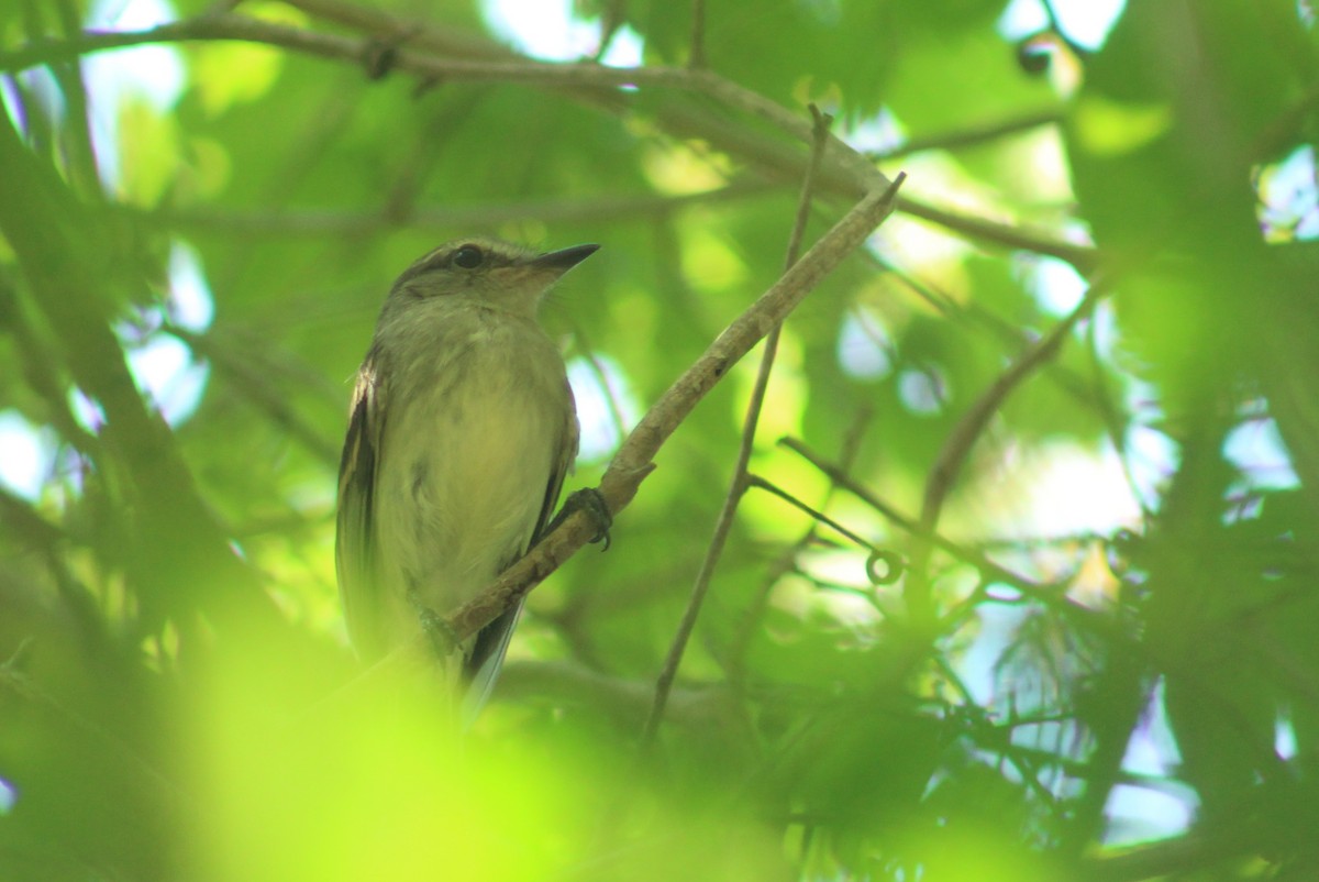 Fuscous Flycatcher - ML635584550