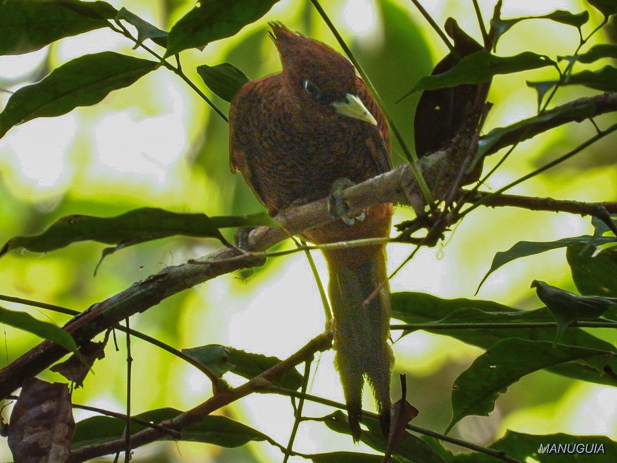 Waved Woodpecker - ML635584599