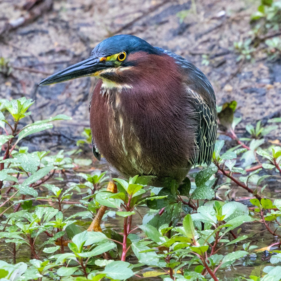 Green Heron - ML635584655