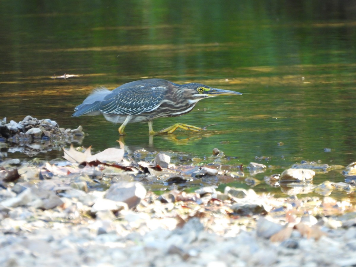 Grünreiher - ML635584701