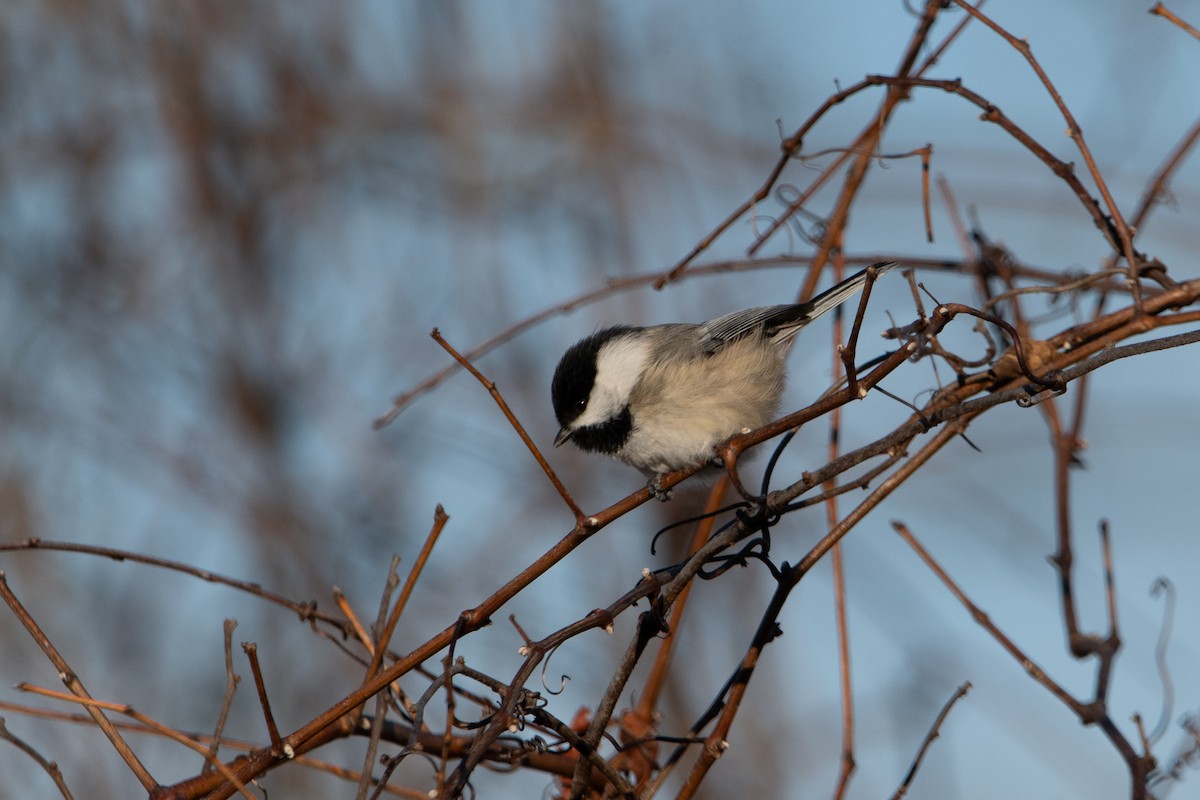 Black-capped Chickadee - ML635584752