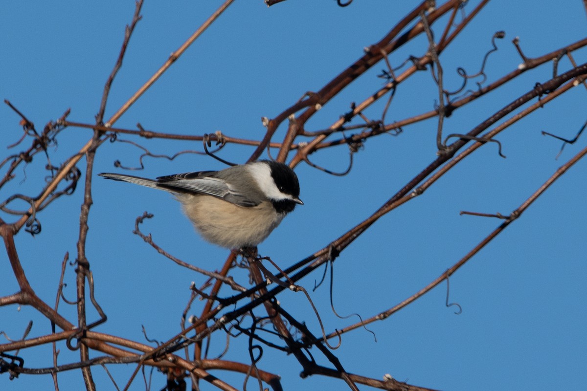 Black-capped Chickadee - ML635584753