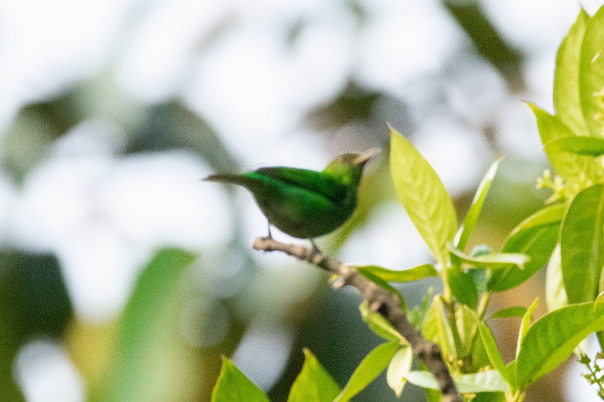 Green Honeycreeper - ML635584760