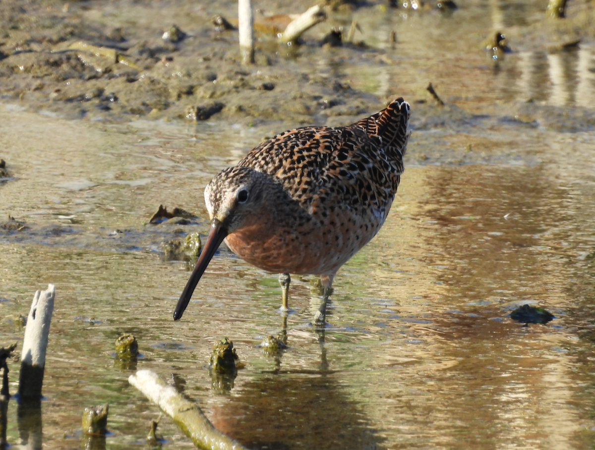 Short-billed Dowitcher - ML635584826