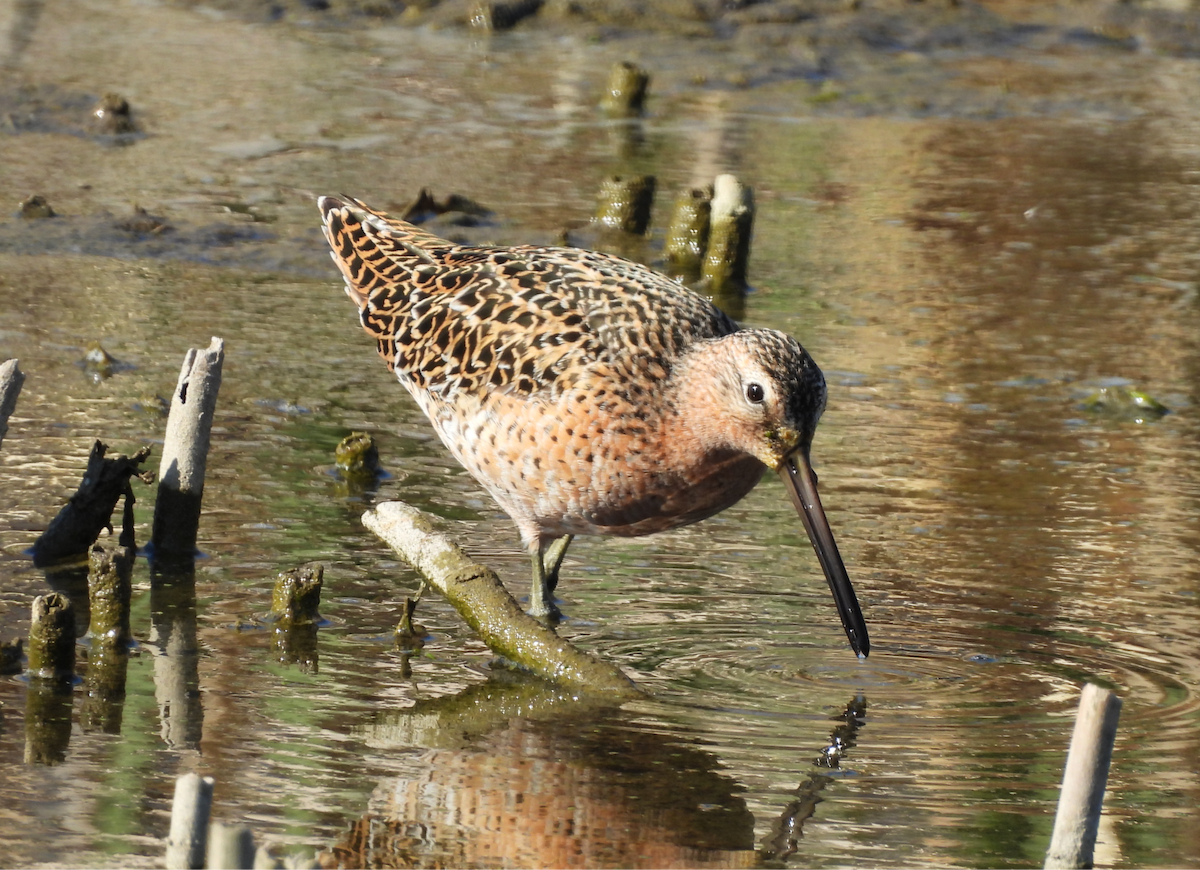 Short-billed Dowitcher - ML635584827