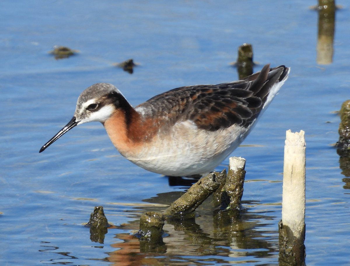 Wilson's Phalarope - ML635584842