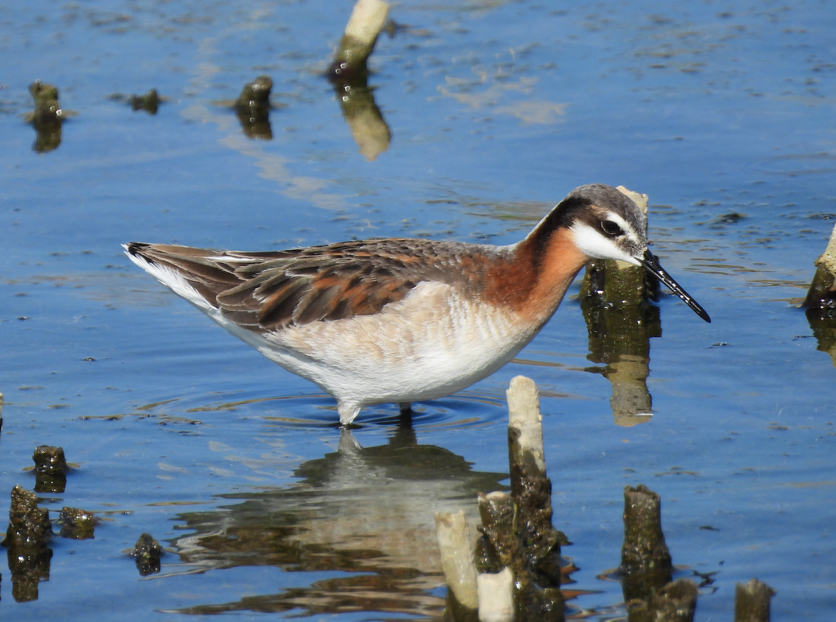 Wilson's Phalarope - ML635584849