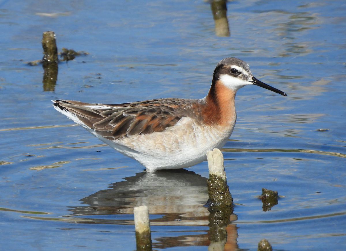 Wilson's Phalarope - ML635584850