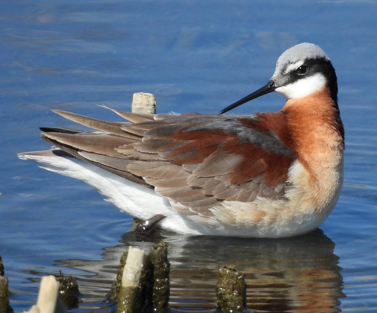 Wilson's Phalarope - ML635584851