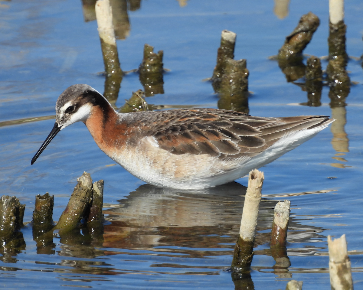 Wilson's Phalarope - ML635584852