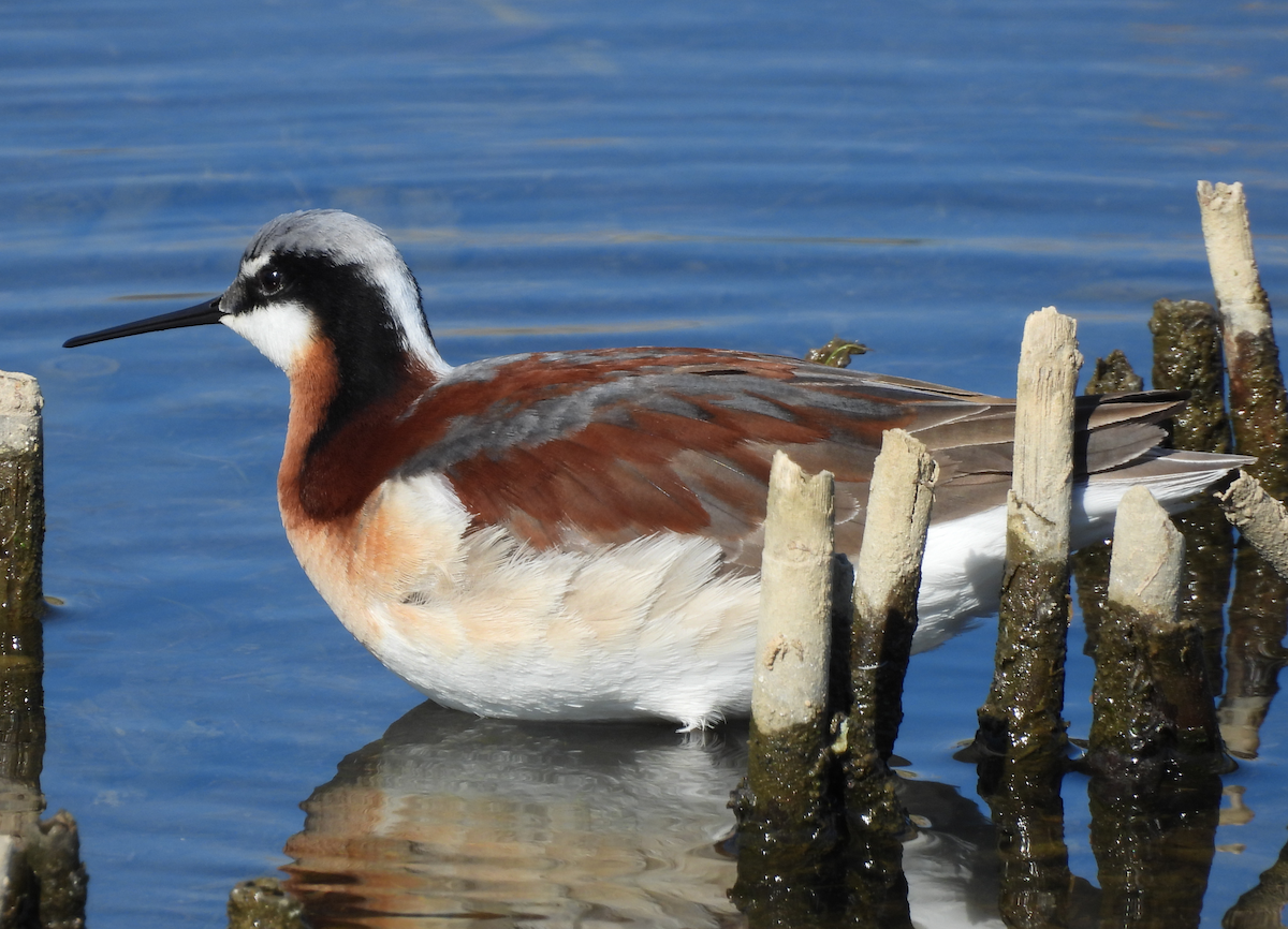 Wilson's Phalarope - ML635584855