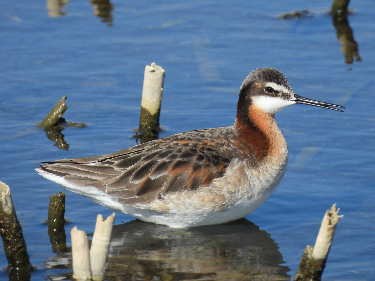 Wilson's Phalarope - ML635584856