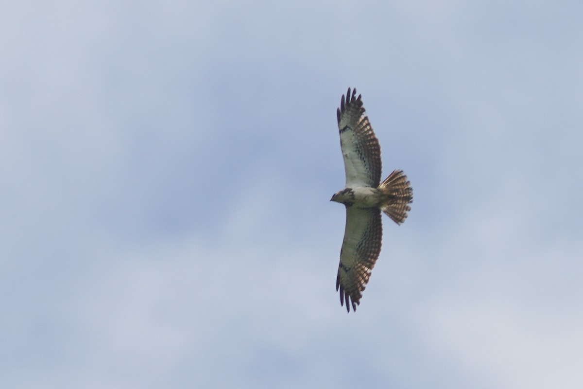 アレチノスリ - ML635584957