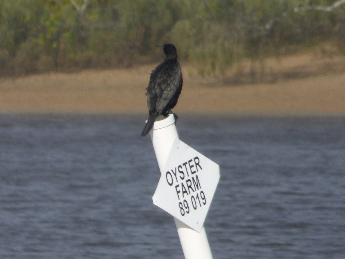 Little Black Cormorant - ML635585003