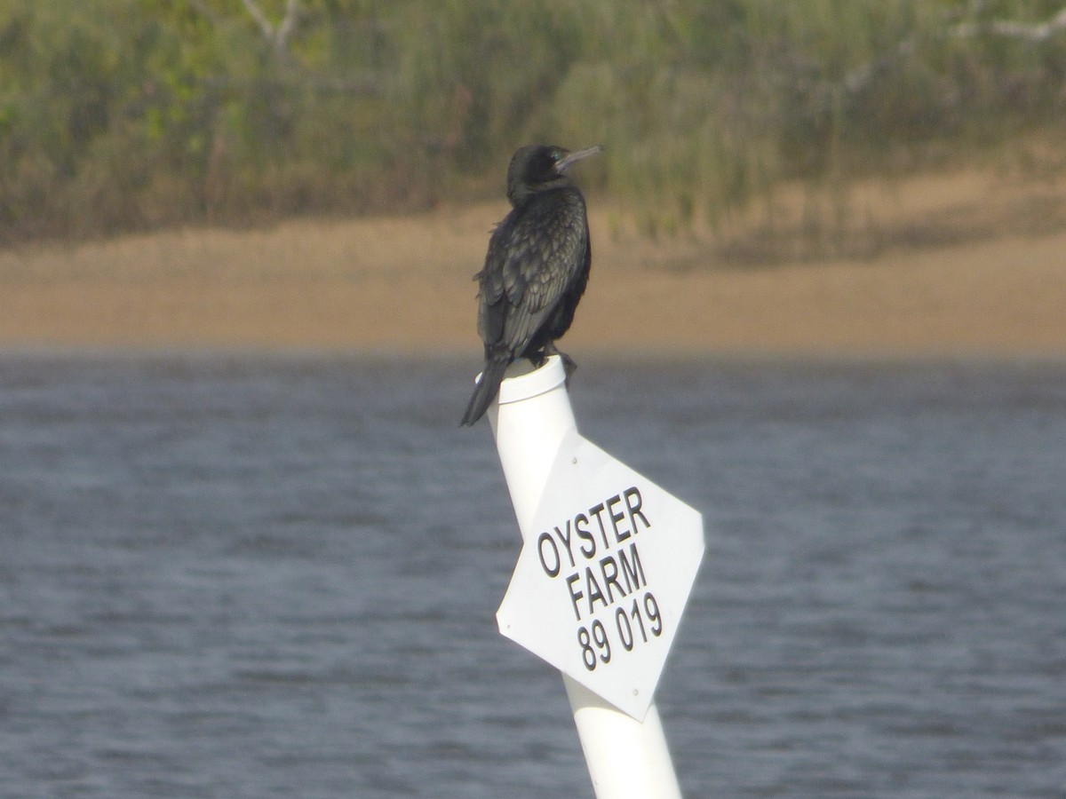 Little Black Cormorant - ML635585004