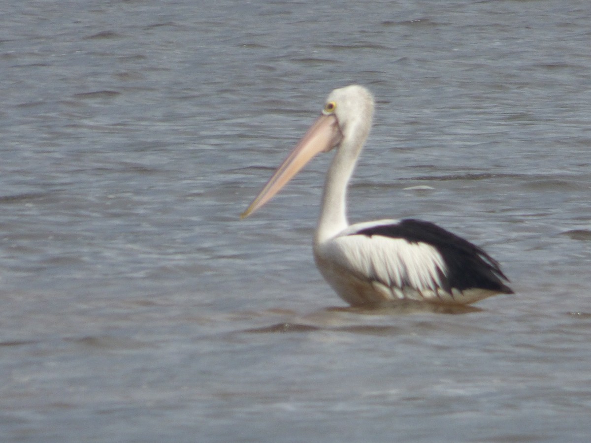 Australian Pelican - ML635585029