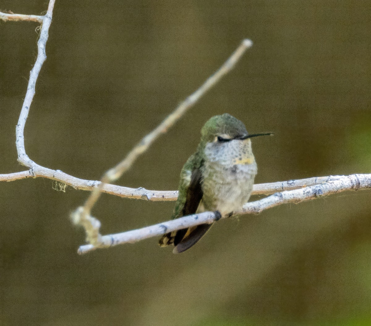 Costa's Hummingbird - ML635585034
