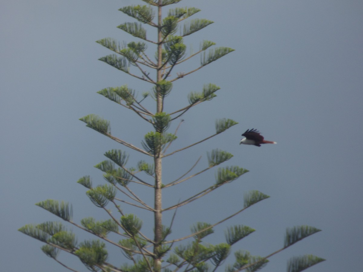栗鳶 - ML635585047