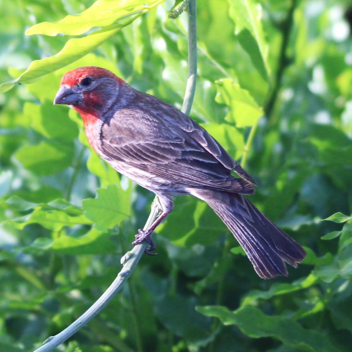 House Finch - ML635585060
