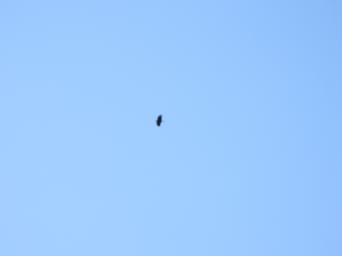 Fish Crow - ML635585090