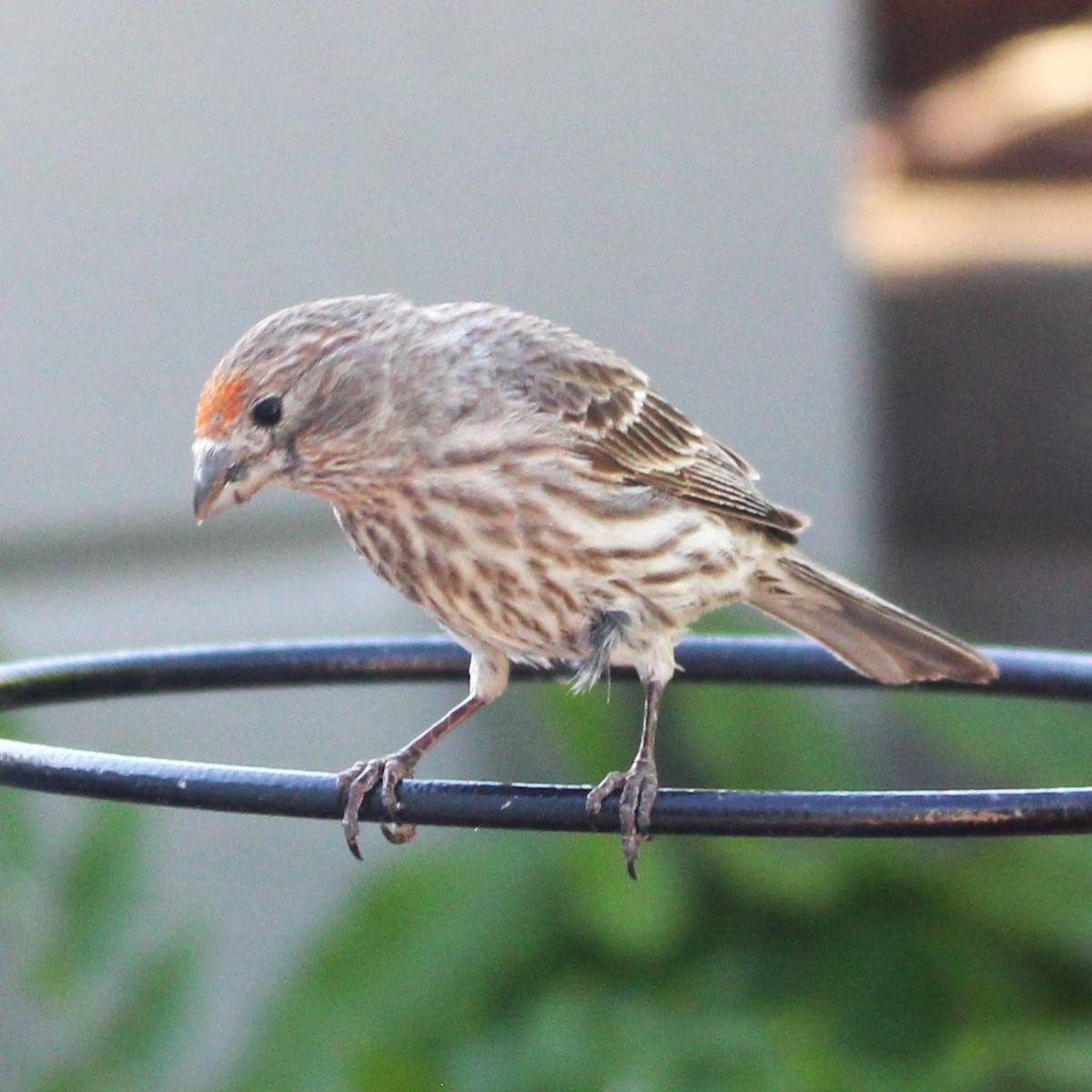 House Finch - ML635585109