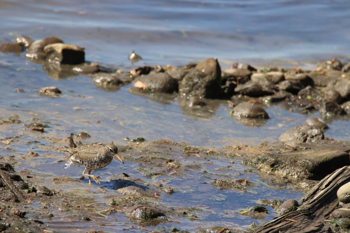 Spotted Sandpiper - ML635585120