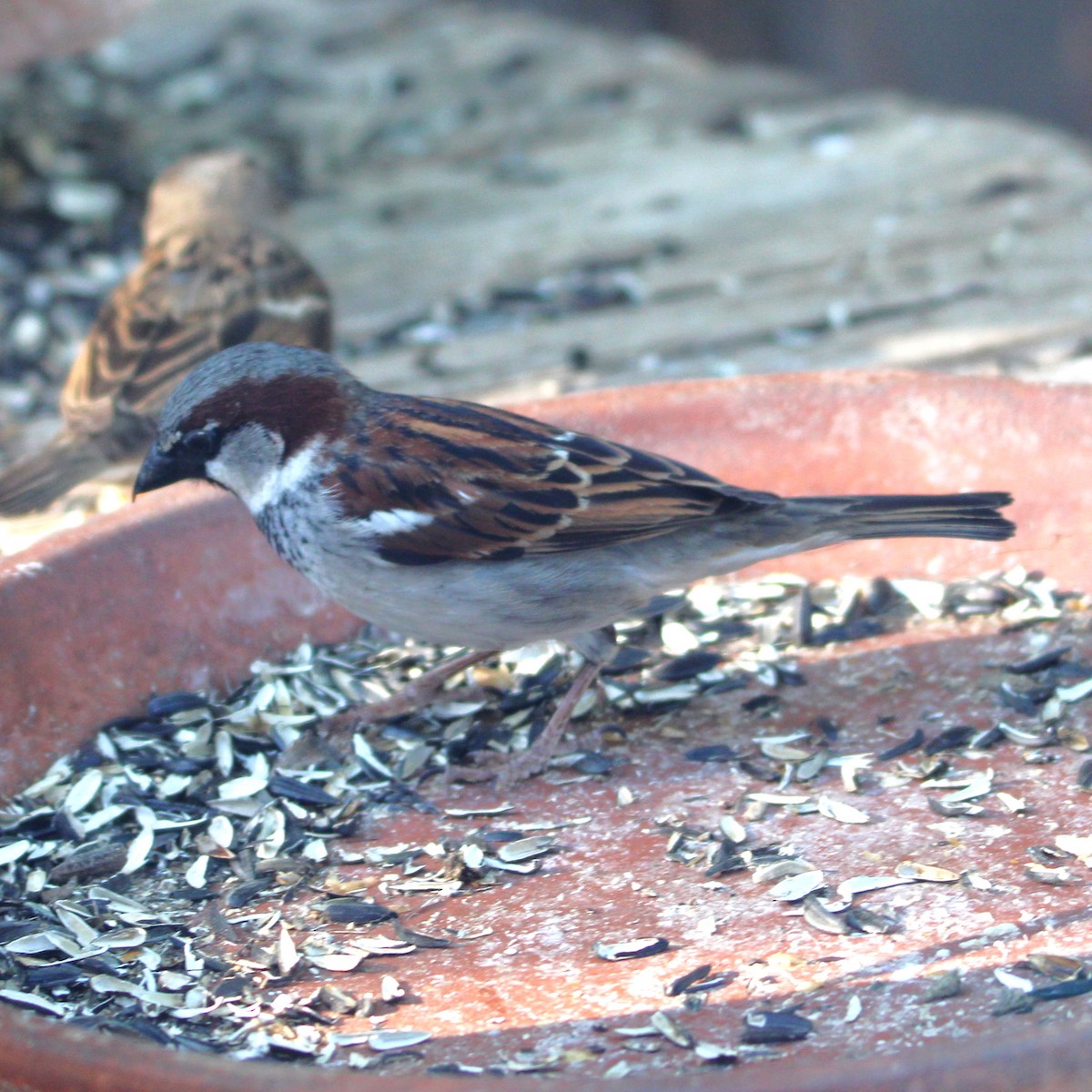 House Sparrow - ML635585123