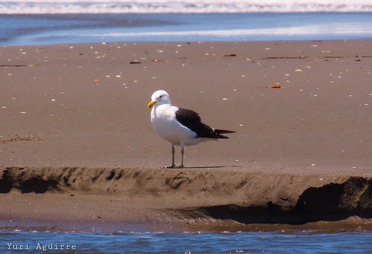 Kelp Gull - ML635585124