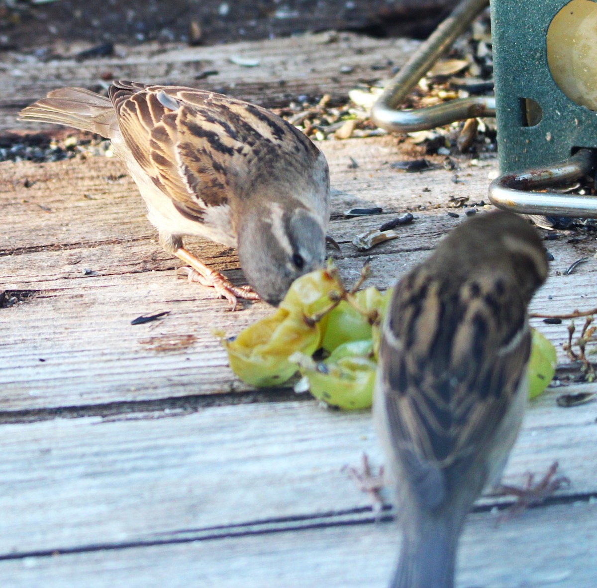 House Sparrow - ML635585125