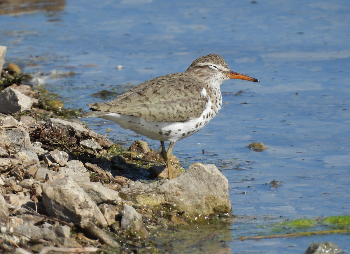 Spotted Sandpiper - ML635585128