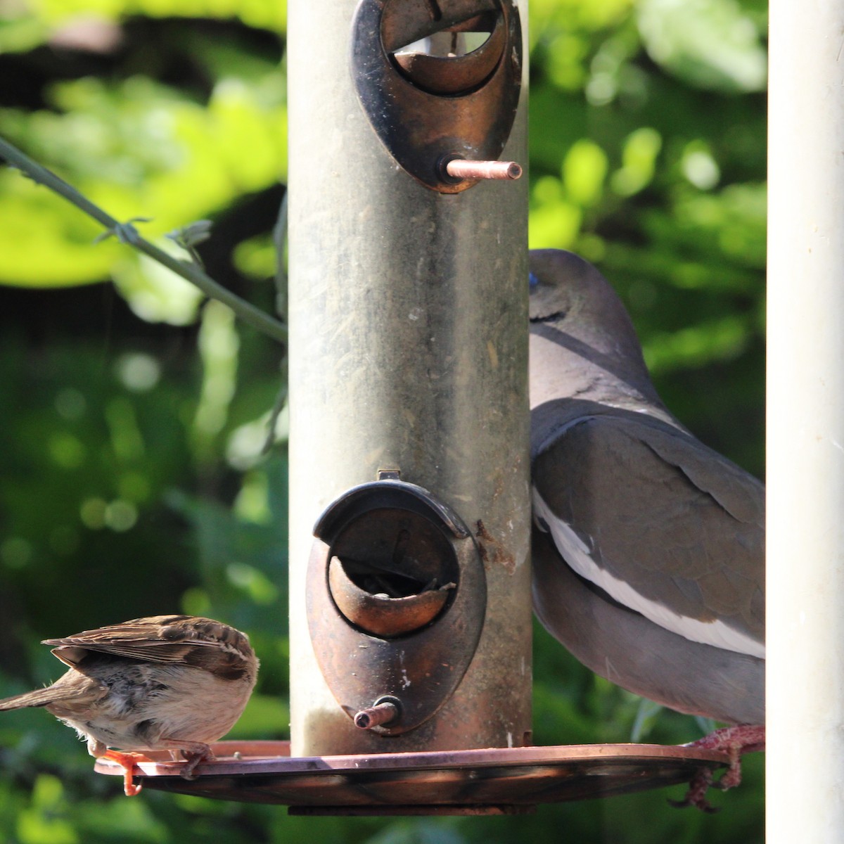 White-winged Dove - ML635585129