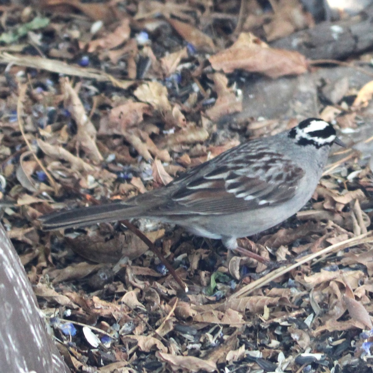White-crowned Sparrow - ML635585135