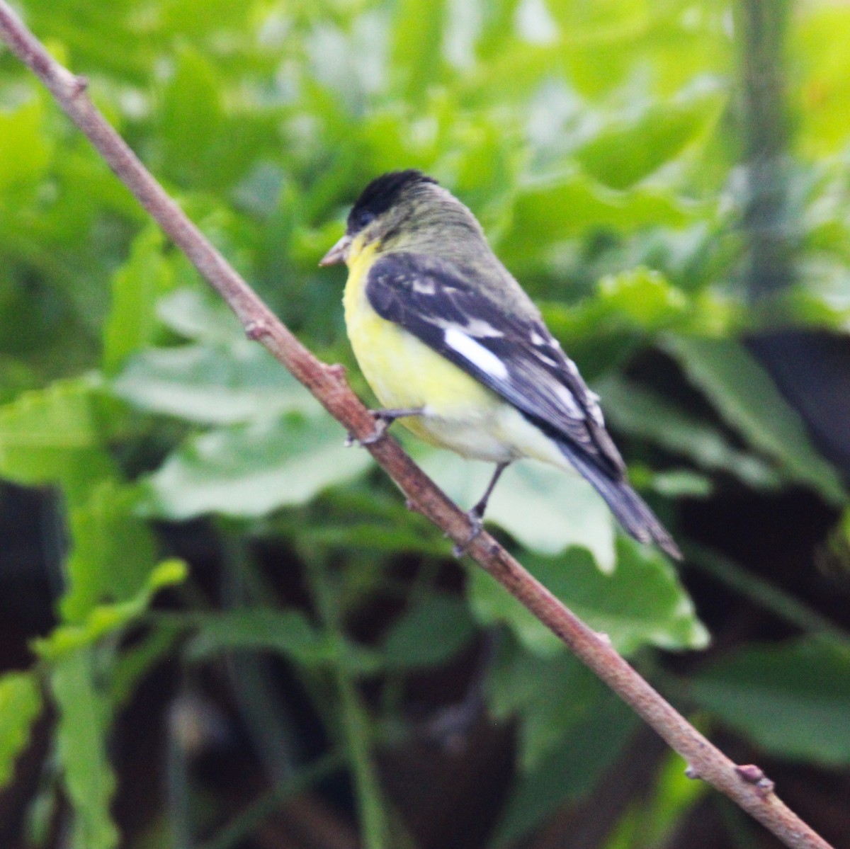 Lesser Goldfinch - ML635585142