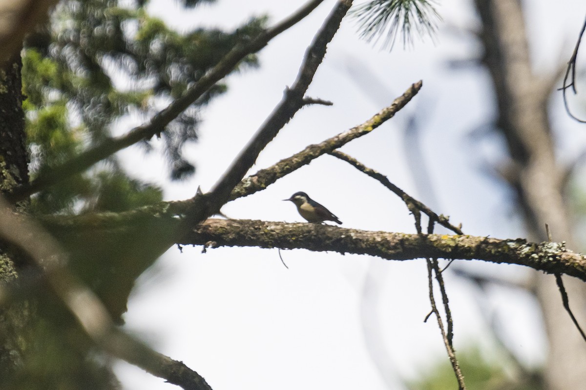 White-cheeked Nuthatch - ML635585258