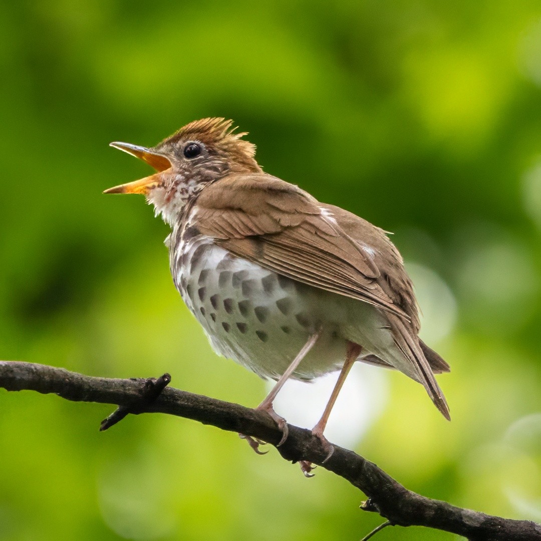 Wood Thrush - ML635585316