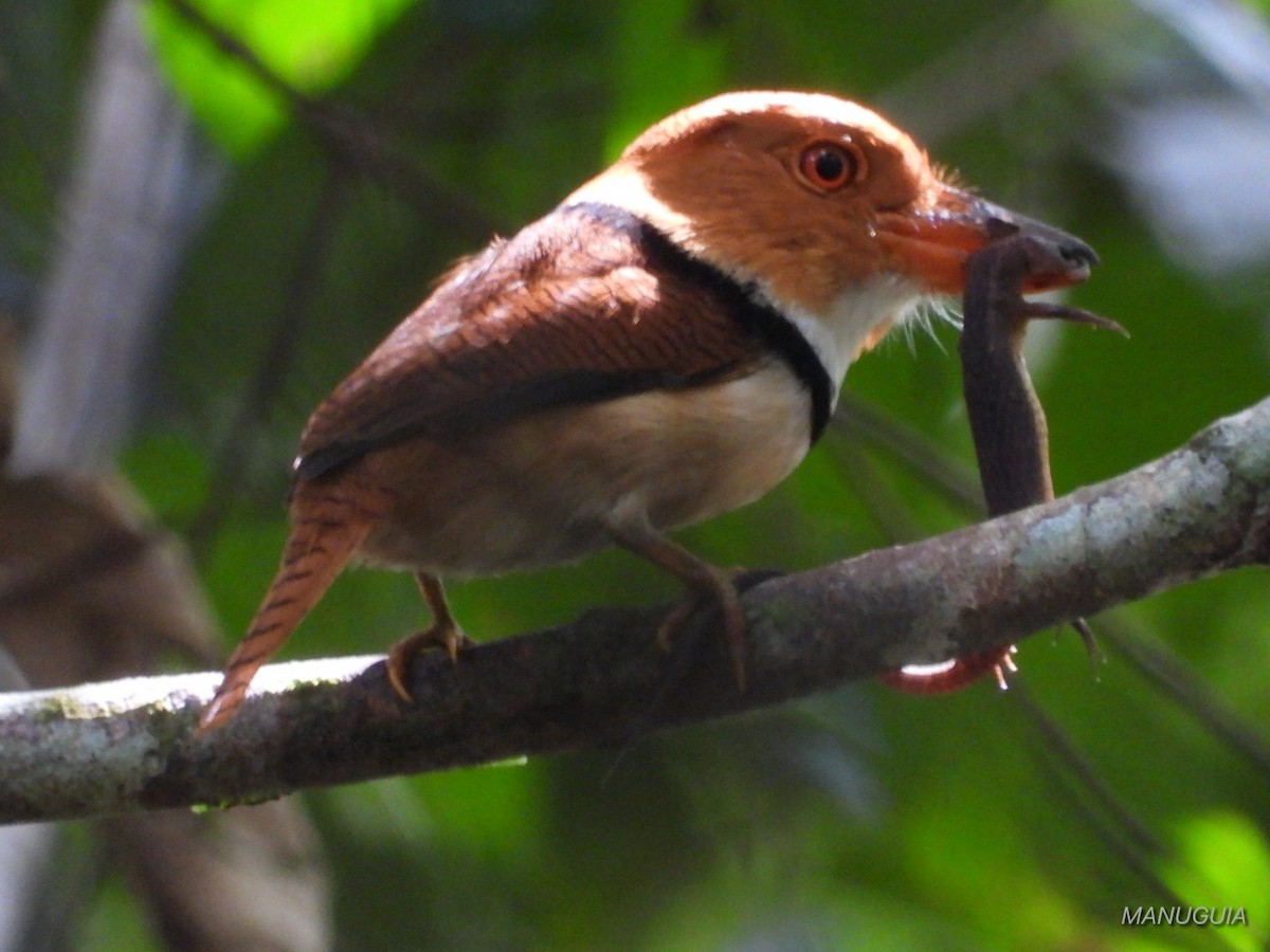 Collared Puffbird - ML635585328