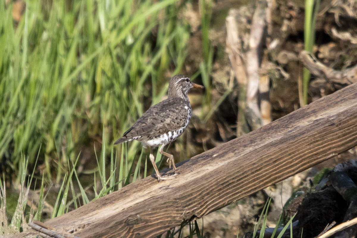 Drosseluferläufer - ML635585338