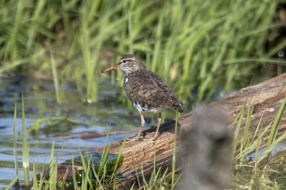 Drosseluferläufer - ML635585343