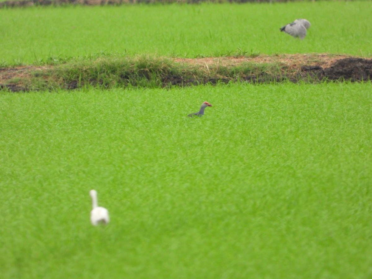 Gray-headed Swamphen - ML635585460
