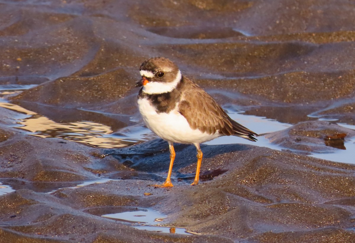 Semipalmated Plover - ML635585540