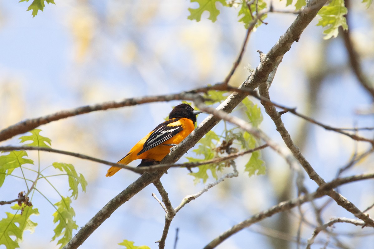 Baltimore Oriole - ML635585584