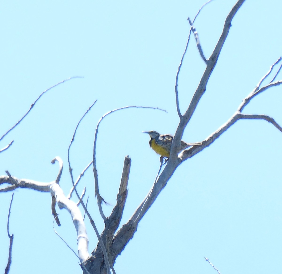 Eastern Meadowlark - ML635585608