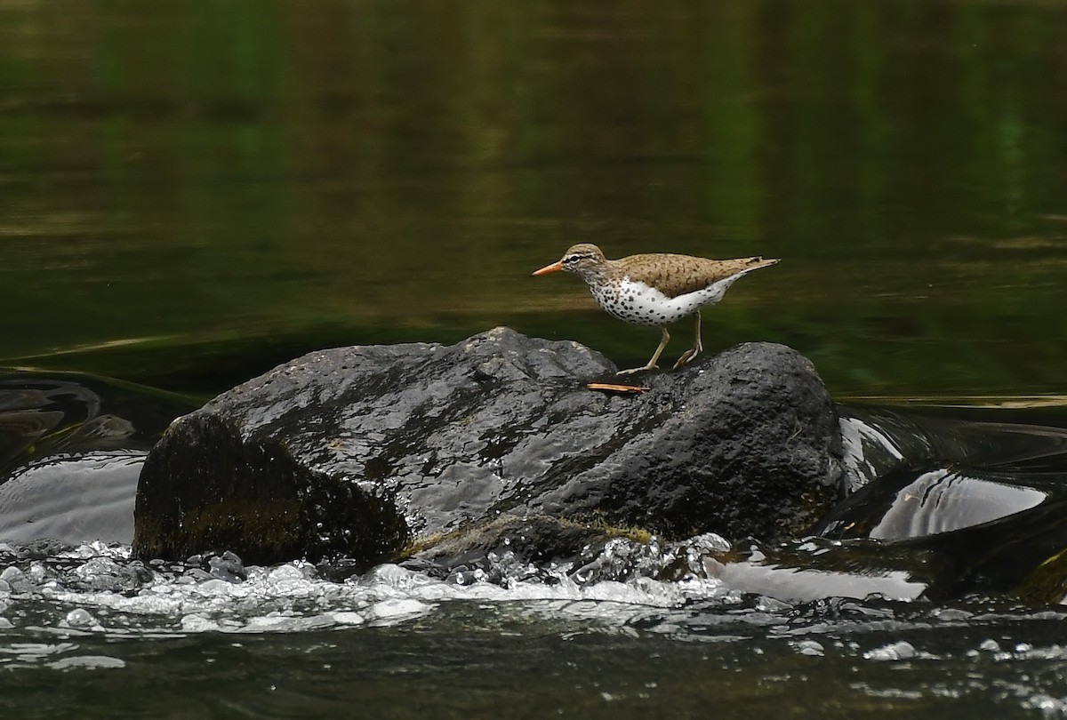 Spotted Sandpiper - ML635585653