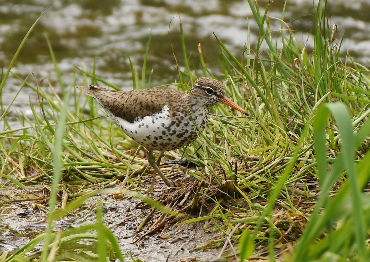 Spotted Sandpiper - ML635585654