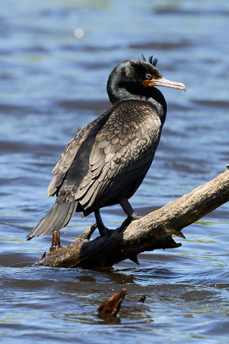 Double-crested Cormorant - ML635585675